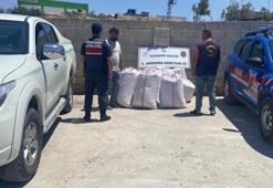 Gaziantep'te babasının tarlasından 1,5 ton Antep fıstığı çalan şüpheli yakalandı