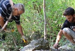 Adana'da kilosu 10 liradan satılacak! Cinsellikten kalp sağlığına kadar birçok faydası var