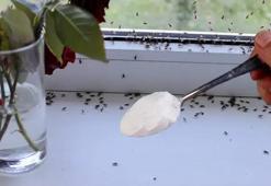 Evi karıncalar bastıysa çözümü bu tüyoda; Karıncaları öldürmeden, dipli bucaklı temizliğin sırrı: karbonat!