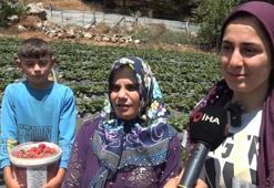 Gaziantep'te depremzede kadınlar devlet desteğiyle çilek bahçesi kurdu