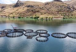 Erzincan'dan ülke ekonomisine büyük kazanç! Denizi yok ama birçok ile balık gönderiyor