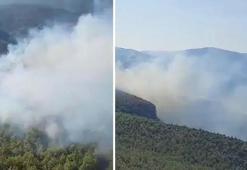 Muğla Milas'ta orman yangını! Havadan ve karadan müdahale ediliyor