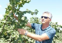 Fındık fiyatındaki belirsizlik sürüyor: 'Üreticinin talebi fazla değil maliyetler göz önüne alınmalı'