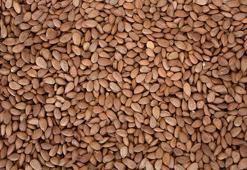 Malatya’nın simgesi kayısı, çekirdeği ile de yüz güldürdü! 5 milyon 530 bin dolar gelir sağlandı