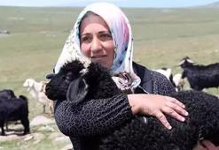 Ardahanlı kadın çiftçi devlet desteğiyle işini büyüttü
