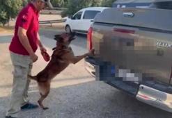 Adana'da dedektör köpeği 'Oscar' 52 kilo 300 gram skunk buldu