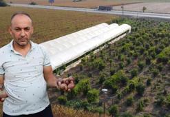 Adanalı çiftçi atıl arsayı üretim merkezine çevirdi! Birçok ilden sipariş yağıyor
