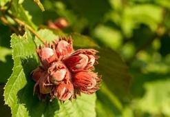 Fındık alım fiyatı 2024: TMO fındık fiyatları belli oldu mu, ne zaman açıklanacak, Giresun-Levant taban fiyatları ne kadar?