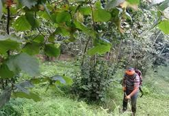 Rize fındık bahçeleri hasada hazırlanıyor: Temizlik mesaisi başladı