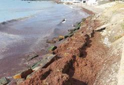Marmara Denizi'nde kızıl yosun alarmı! Koku yayıldı