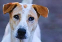 Sokak hayvanları düzenlemesi, Resmi Gazete'de yayımlandı ve yürürlüğe girdi