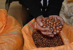 (Fındık alım fiyatları 2024) Fındık fiyatı 2024 açıklandı mı? Levant fındık fiyatı kaç TL, Giresun fındık alım fiyatı ne kadar? Fındık fiyatları belli oldu mu 2024?