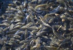 Her Adanalının göl ve göletlerde bir balığı var! Gelecek için müthiş proje