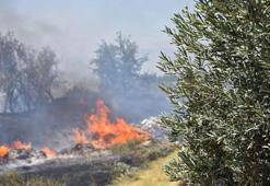 Orman yangınlarında ağaçları yanan köylülere zeytin ağacı desteği verilmeli: 'Osmanlı'da yapıldı biz de yapabiliriz'
