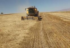 TMO hububat alımına Perşembe günü başlayacak