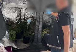 Evinde özel sera kurup Hint keneviri yetiştirdi, savunması pes dedirtti! 'Esrar piyasada çok pahalı'