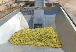 Gaziantep'te üzüm hasadı başladı! Koruk ekşisinin seri üretimi yapılacak