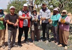 Gaziantep'te Antep fıstığı 40 derecelik sıcakta hasat ediliyor