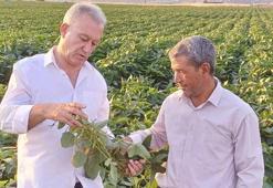 Gaziantep'te Arabanlı çiftçiler alternatif ürün olarak soya ekimine başladı