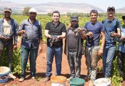 Kilis'te sınırın sıfır noktasında üzüm hasadı başladı