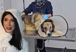 Hedef tahtası gibi ateş edilen köpeği Hande Yener sahiplendi!