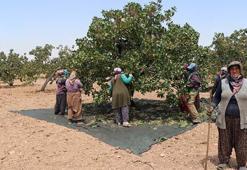 40 derece sıcakta kadınların zorlu mesaisi başladı! 'Yeşil altın'da son yılların en yüksek rekoltesi bekleniyor
