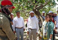 Gaziantep'te antep fıstığı üreticisine alım ve ilaçlama müjdesi
