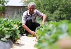 Almanya'dan öğrendiği sırlarla Sivas'ta üretiyor! Tadım yapan bir daha vazgeçemiyor