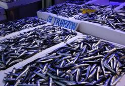 Karadeniz'de 400 bin tonluk av kotasına balıkçılardan tepki!