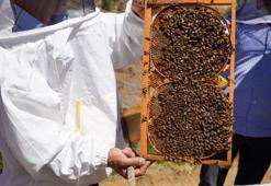 Adana'da bal hasadı başladı!