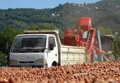 Ordu'da patozcuların fındık mesaisi: Saatte 3 bin 500 lira kazanıyorlar