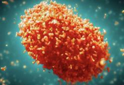 Maymun çiçeği virüsü pandemi yapar mı, maymun çiçeği virüsü nedeniyle kapanma olur mu? Tekrar pandemi olacak mı 2024?