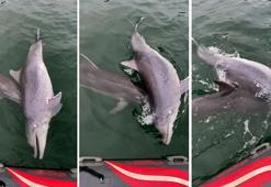 Türkiye'de ilk kez görüldü! '6 gün boyunca başından ayrılmadı'