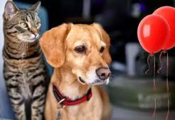 Kedi köpek tüyünü saniyeler içinde toplayan tüyo; koltuk, halı, perde fark etmiyor