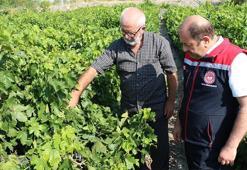 Erzincan'da çarşı ve pazarın en çok satılan ürünü! Hasat başladı