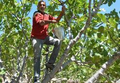 Antalya'da hasat başladı 45 gün sürecek! Kilo fiyatı 100 liradan satılıyor