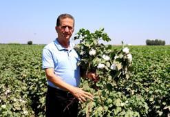 Adana'da pamuk hasadı yaklaştı: Sıcak hava pamukta rekolteyi düşürdü