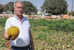 Gaziantep'te kavun ve karpuz üreticileri isyan etti!