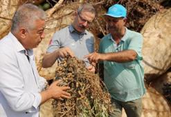 Türkiye'de en fazla Adana'da üretiliyor! Kanserden kalp hastalıklarına birçok faydası var