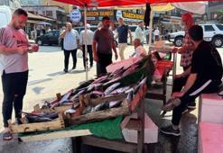 Zonguldak'ta palamut 100 liradan tezgahta yerini aldı