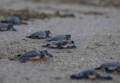 Akyatan lagününde carretta caretta yuvalarından yavru çıkışları devam ediyor