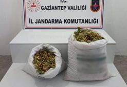 Gaziantep'te 515 kilo Antep fıstığı çalan 2 şüpheli suçüstü yakalandı! Yasal işlem başlatıldı