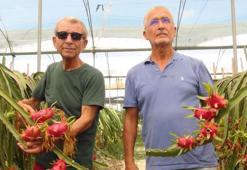 Mersin'de yetişen ejder meyvesi 130 TL'den kapış kapış satılıyor