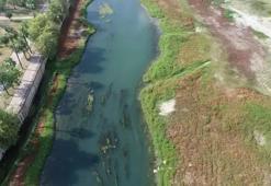 Seyhan Nehri’ni yosunlar ve çöpler kapladı