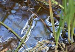 Doğu Karadeniz'de petrol keşfi heyecanı yaşanıyor! Denizden sonra şimdi sıra karada!