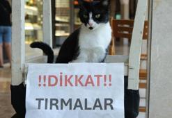 Adana'nın asabi kedisi 'Kızım' psikopat çıktı! Herkese zor anlar yaşatıyor