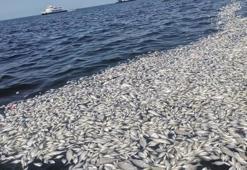 Bilim insanından İzmir için hayati uyarı! Denizden insanlara da geçiyor