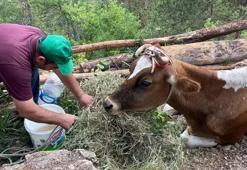 Gümüşhane'de uçurumda mahsur kalan inek 2 gündür kurtarılmayı bekliyor