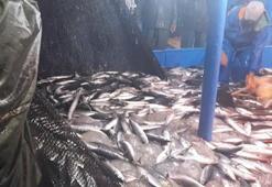 Trabzon'da balıkçıların ağları palamut ve istavrit ile doldu