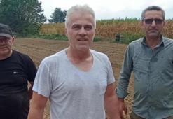 Safran, Düzce’de fındığı ve mısıra alternatif ürün oldu! Çiftçiler memnun